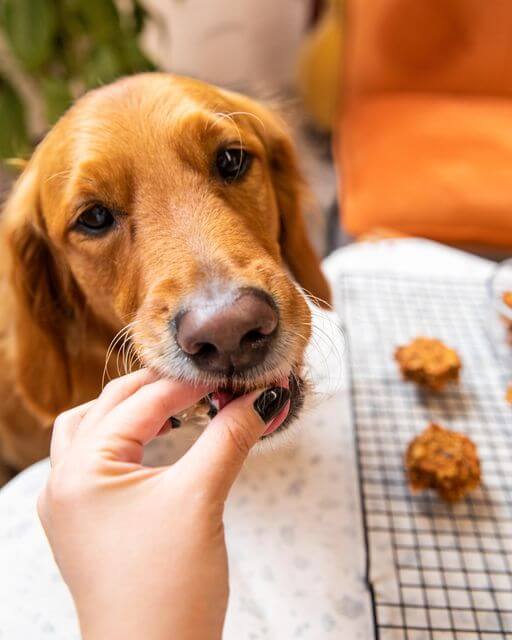 köpek maması